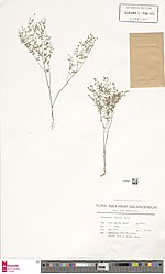 Miniatura para Euphorbia abdita