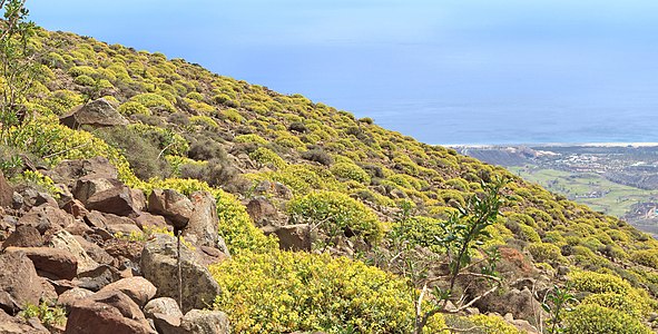 Euphorbia lamarckii Natural stand