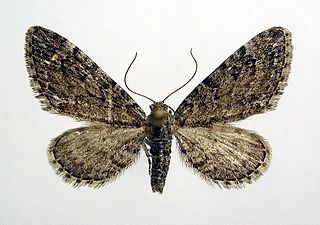 <i>Eupithecia gelidata</i> Species of moth