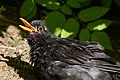 * Nomination Sunbathing common blackbird --PicturElements 00:29, 20 July 2018 (UTC) * Promotion  Support Good quality. --Poco a poco 09:18, 20 July 2018 (UTC)