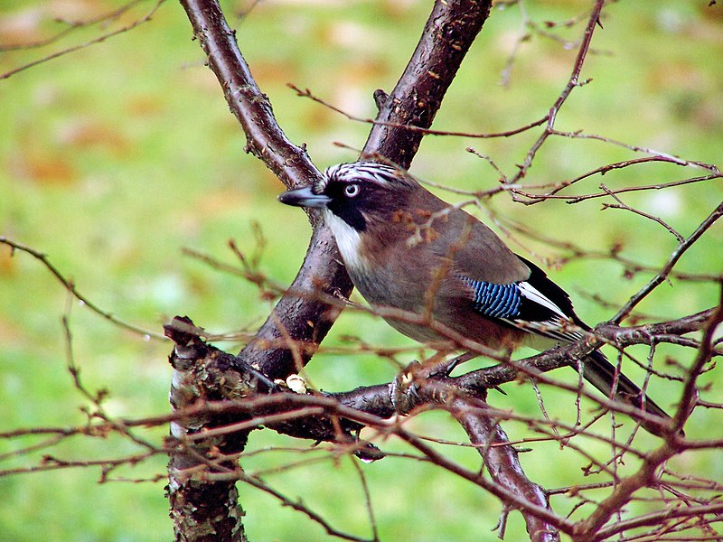 File:Eurasian Jay.jpg