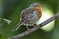 * Nomination European Robin (Erithacus rubecula) singing --Alexis Lours 00:26, 16 November 2021 (UTC) * Promotion  Support Good quality. --XRay 04:53, 16 November 2021 (UTC)