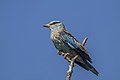 59 European roller (Coracias garrulus) 2 uploaded by Charlesjsharp, nominated by Charlesjsharp