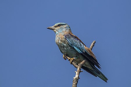 Coracias garrulus (European roller)