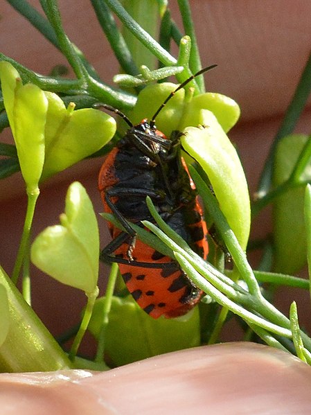 File:Eurydema ventralis near Botevgrad, Bulgaria 02.jpg