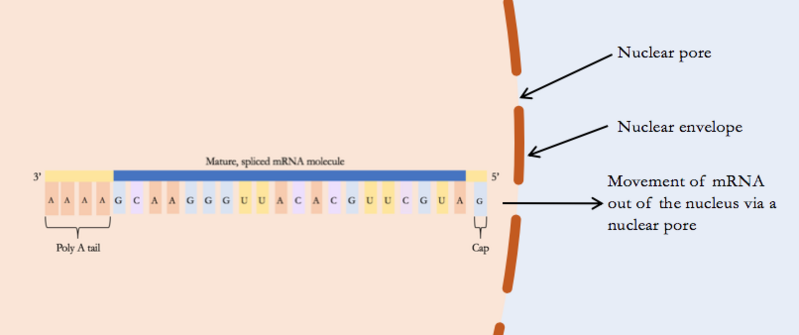 File:Export of mature mRNA from the nucleus.png