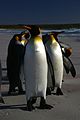 Falkland Islands Penguins 60.jpg