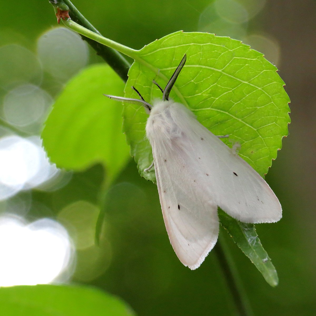 Американская белая бабочка Hyphantria cunea