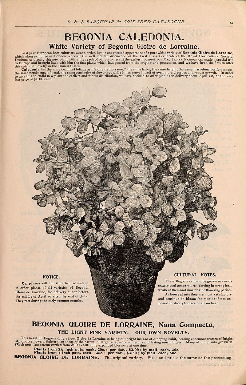 Les botanistes - Page 36 800px-Farquhar%27s_catalogue_of_seeds_1901_%2816396143440%29