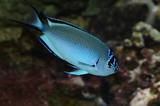 <i>Genicanthus watanabei</i> Species of fish