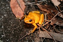 Femelle de Black Mountain Boulder Frog.jpg