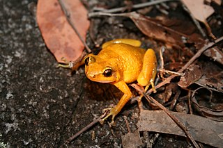 Black Mountain boulder frog Species of amphibian