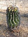 Ferocactus herrerae