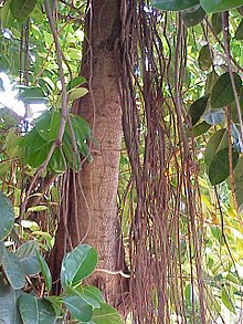 Ficus elastica1.jpg