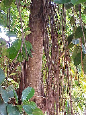 Gumebuum (Ficus elastica)