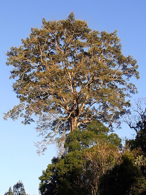 Ficus obliqua Thunderbolts Way