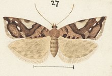 Fig 27 MA I437906 TePapa Plate-XLV-The-butterflies full (cropped).jpg