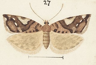 <i>Pyrgotis arcuata</i> Species of moth