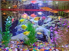 Fishes, multicolored pebbles and artificial plants within a home aquarium. Fishes, multicolored pebbles and artificial plants within an aquarium.jpg