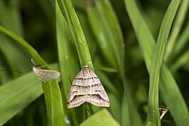 Flammona trilineata