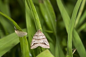 Flammona trilineata (33649965404).jpg