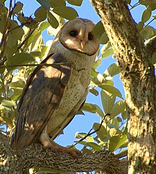 Barn owl Flickr - Dario Sanches - CORUJA-DA-IGREJA (Tyto furcata).jpg