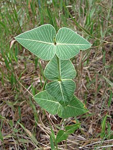 Flickr - João de Deus Medeiros - Barjonia cymosa.jpg