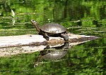 Western pond turtle