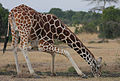 Flickr - Rainbirder - Reticulated Giraffe drinking.jpg