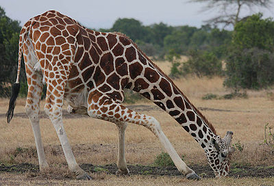 Flickr - Rainbirder - Reticulated Giraffe drinking.jpg