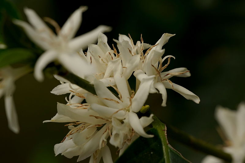 File:Flor de Cafetero.jpg