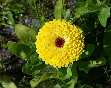 A double-flowered cultivar Flower July 2013-2.jpg