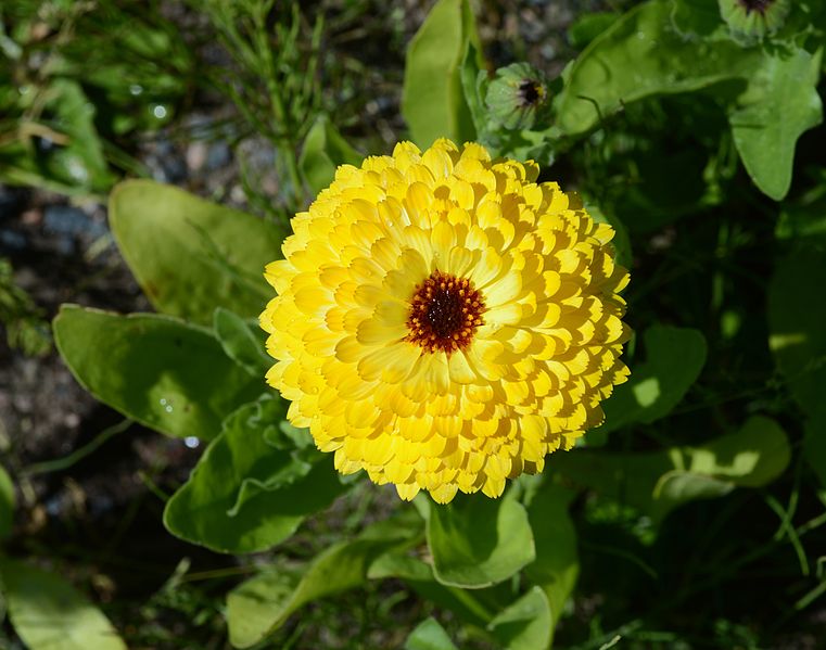 File:Flower July 2013-2.jpg