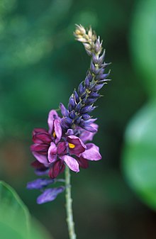 Floração kudzu.jpg