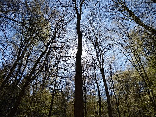 Dans la forêt