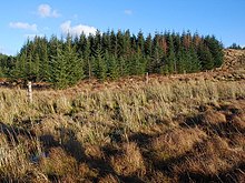 D. subobscura can be found in forest fringes and open fields Forest fringe - geograph.org.uk - 1096126.jpg