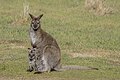 * Nomination Forester kangaroos (Macropus giganteus tasmaniensis) --Charlesjsharp 09:36, 12 January 2024 (UTC) * Promotion  Support Good quality. --Draceane 13:09, 12 January 2024 (UTC)