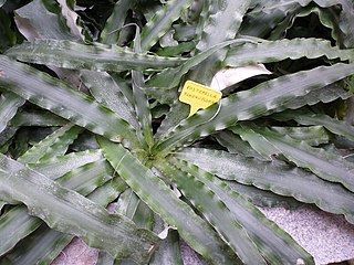 <i>Fosterella penduliflora</i> Species of flowering plant