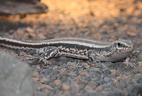 Descripción de la imagen Lagarto plateado de cuatro líneas 087.jpg.