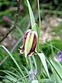 Fritillaria acmopetala