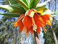 Fritillaria imperialis Rubra Maxima2436119387.jpg