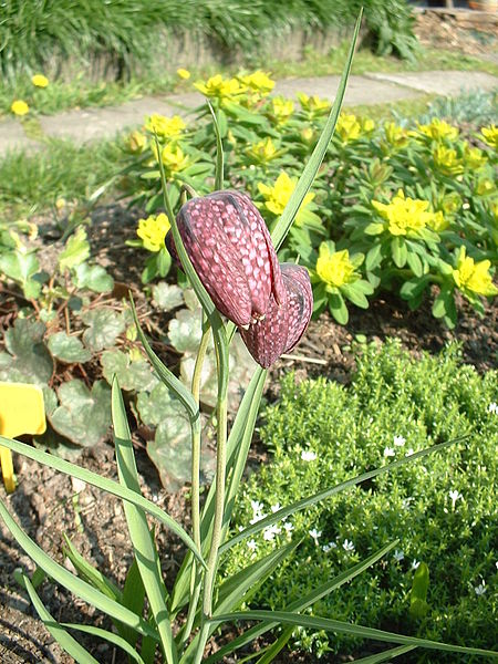 File:Fritillaria meleagris.jpg