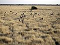 Cabras-de-leque (Antidorcas marsupialis) no Parque Nacional Etosha