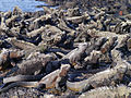 Amblyrhynchus cristatus, itsasoko iguana galapagotarra.