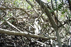 Vervet monkey