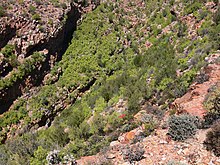 Mountainous terrain and vegetation of the reserve Gamkaberg Nature Reserve, South Africa (1020302).jpg