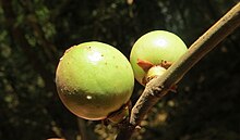 Fruit Garcinia morella at Aralam WLS (12).jpg