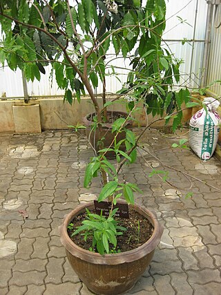 <i>Cratoxylum maingayi</i> Species of flowering plant