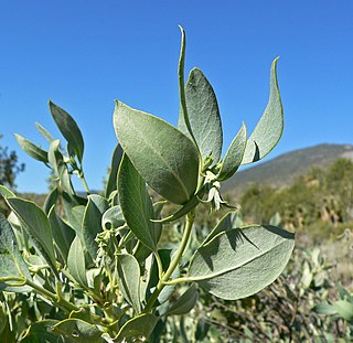<i>Garrya flavescens</i> Species of plant