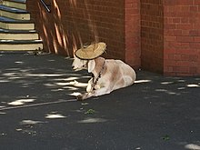 Gary the Goat outside Wagga Wagga Court House.jpg